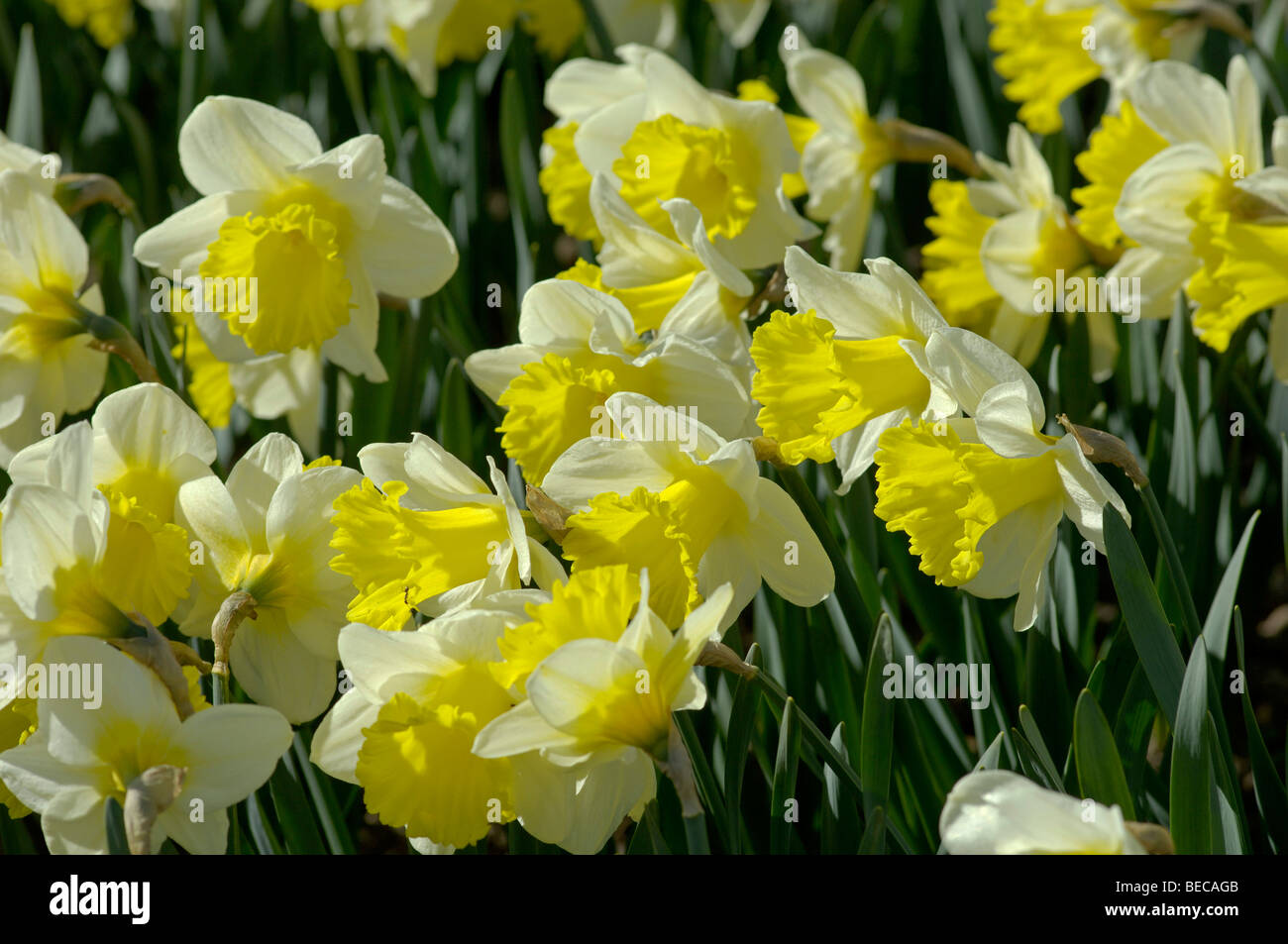 Trompette jonquilles (Narcissus hybrides) dans un lit de fleur Banque D'Images