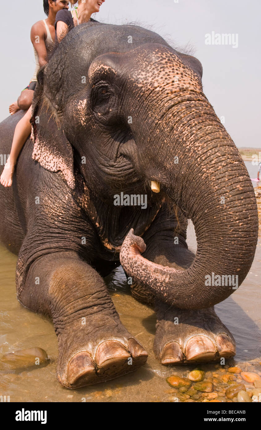 L'heure du bain de l'éléphant indien Banque D'Images