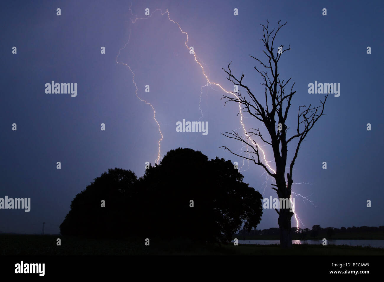 La foudre frappant le sol, les arbres à côté d'un arbre mort Banque D'Images