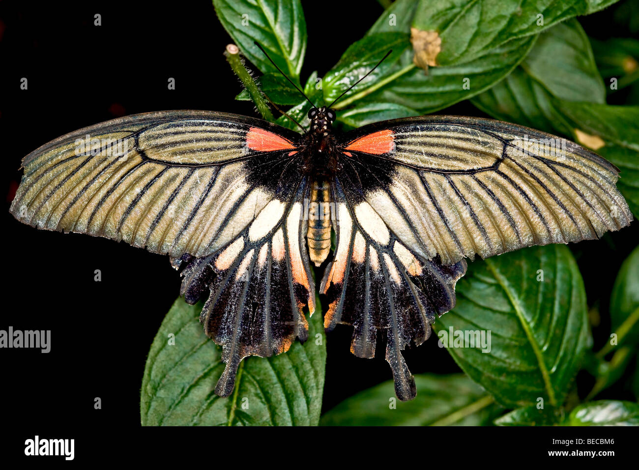 Grand Mormon Papilio memnon) Banque D'Images