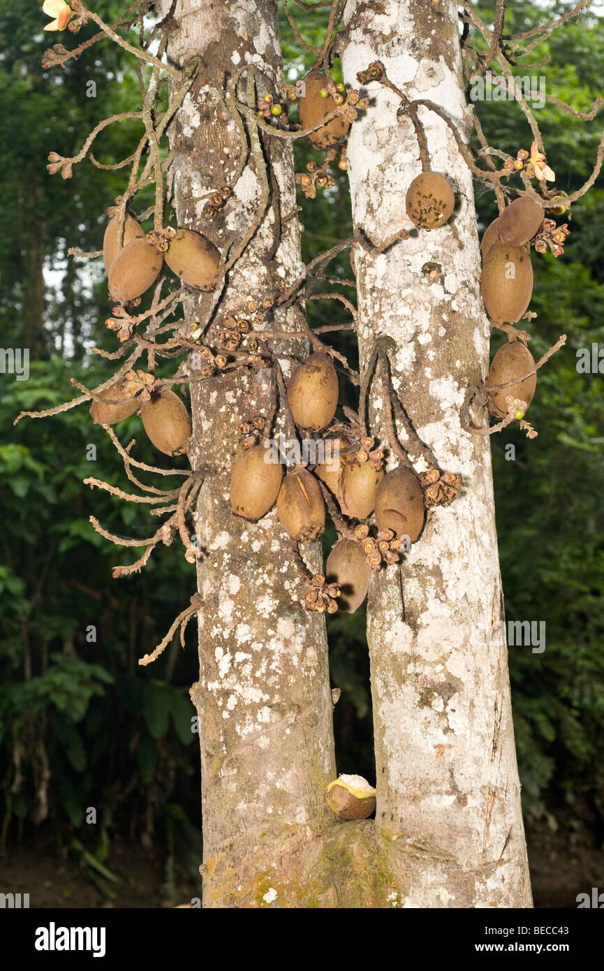 Piton (neuberthii Grias) fruits de l'arbre tronc Napo Wildlife Center Parc national Yasuni Forêt Amazonienne Equateur Banque D'Images