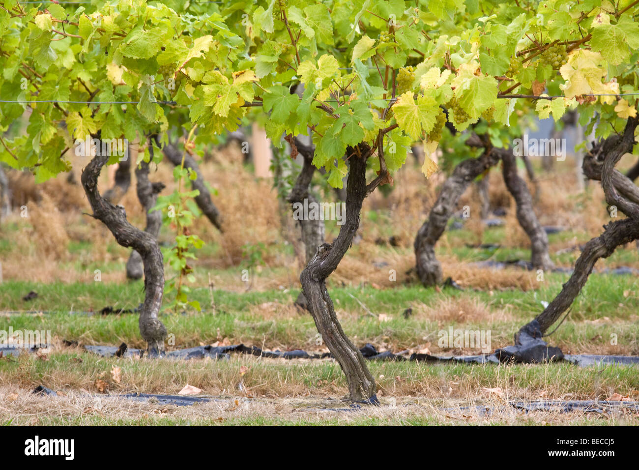 Des vignes dans le Kent Banque D'Images