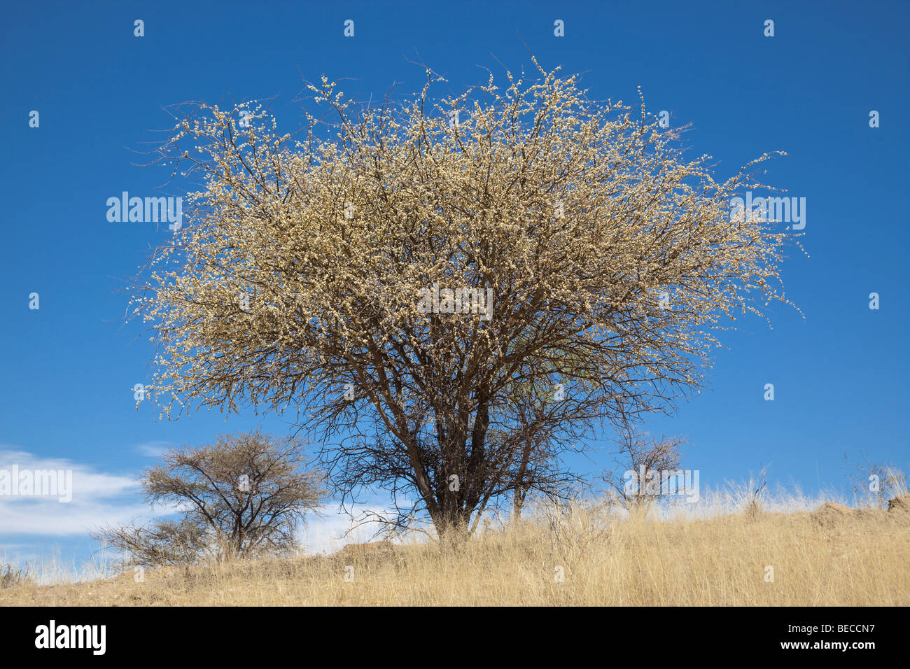 Prunellier, Namibie Banque D'Images
