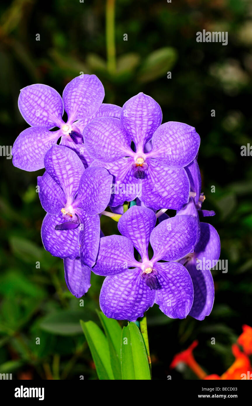 Fleurs : orchidée Vanda Bleu Ascocenda Princess Mikasa Photo Stock - Alamy
