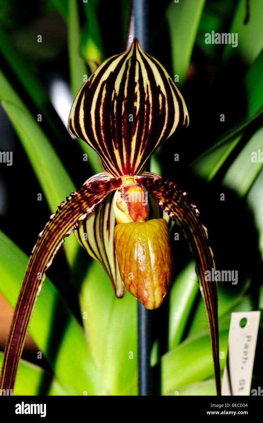 Orchidée Fleur : Lady's Slipper Paphiopedilum Banque D'Images