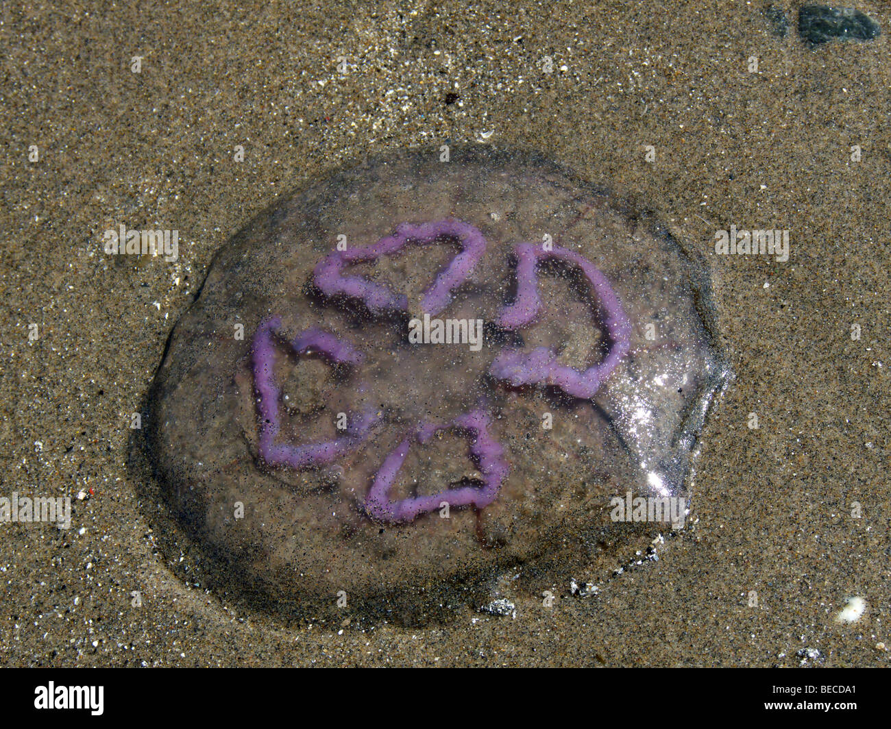 Méduse de Lune morte avec quatre feuilles violet foncé contre un centre de la plage de sable mouillé Banque D'Images