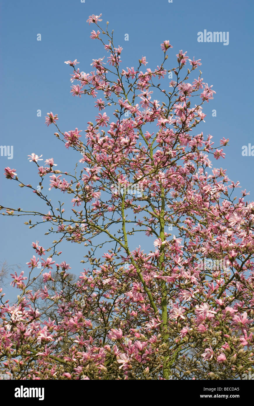 Magnolia x loebneri 'Leonard messel' Banque D'Images