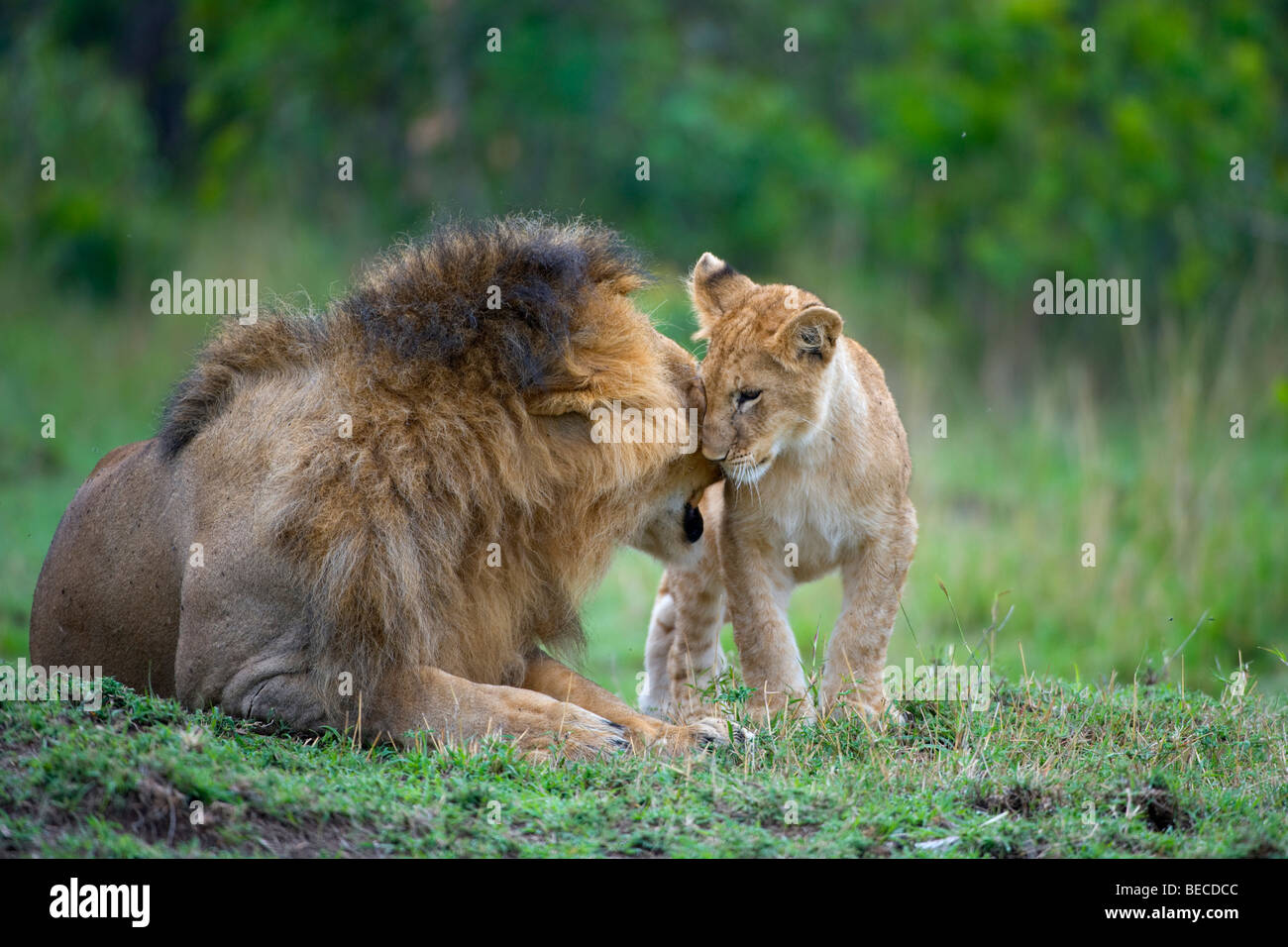 Lion (Panthera leo) nettoyage cub, Masai Mara National Reserve, Kenya, Afrique de l'Est Banque D'Images
