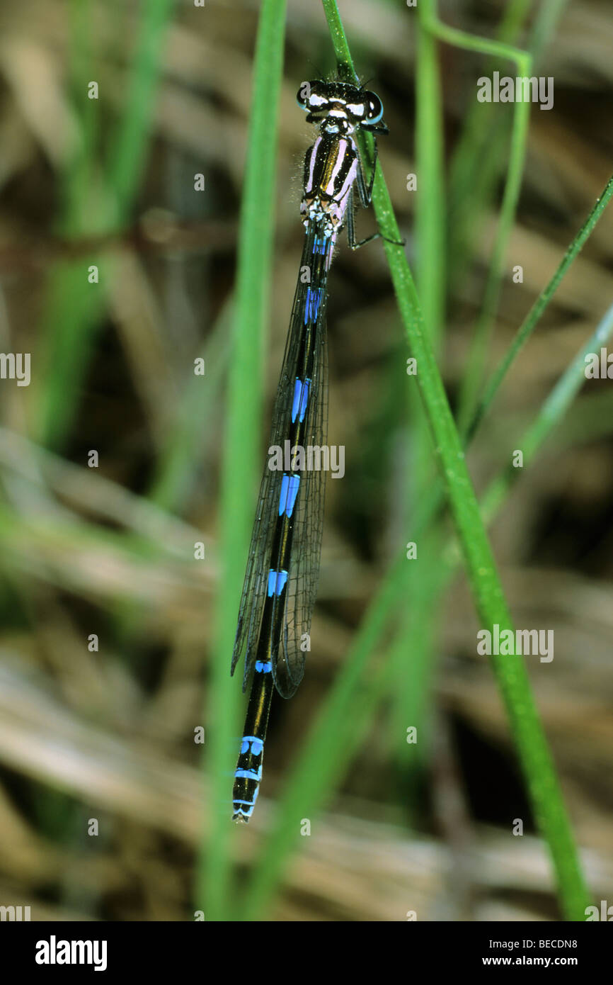 Demoiselle Coenagrion pulchellum (variable), Femme Banque D'Images