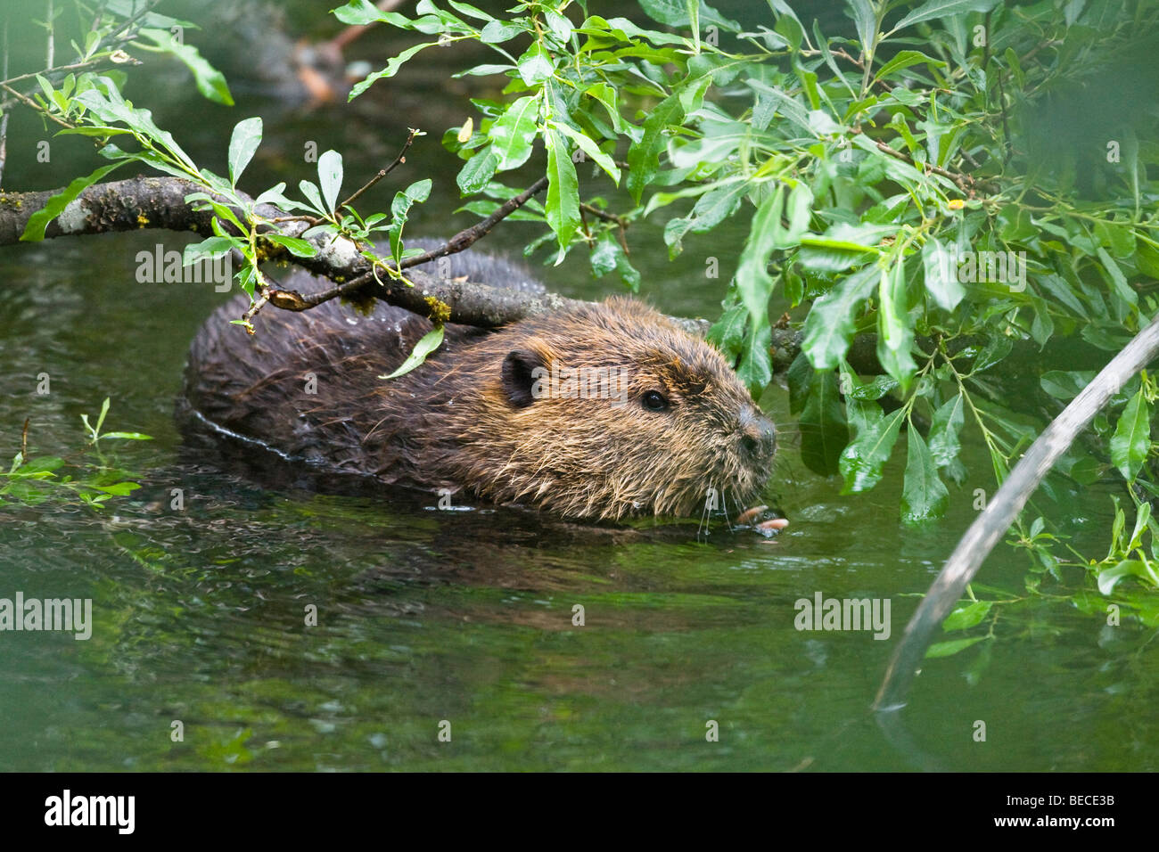 Castor (Castor canadensis) de manger les feuilles de saule, Alaska, USA, Amérique du Nord Banque D'Images