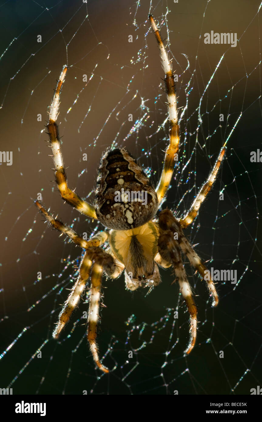 Jardin araignée européenne (Araneus diadematus), Schwaz, Tyrol, Autriche, Europe Banque D'Images