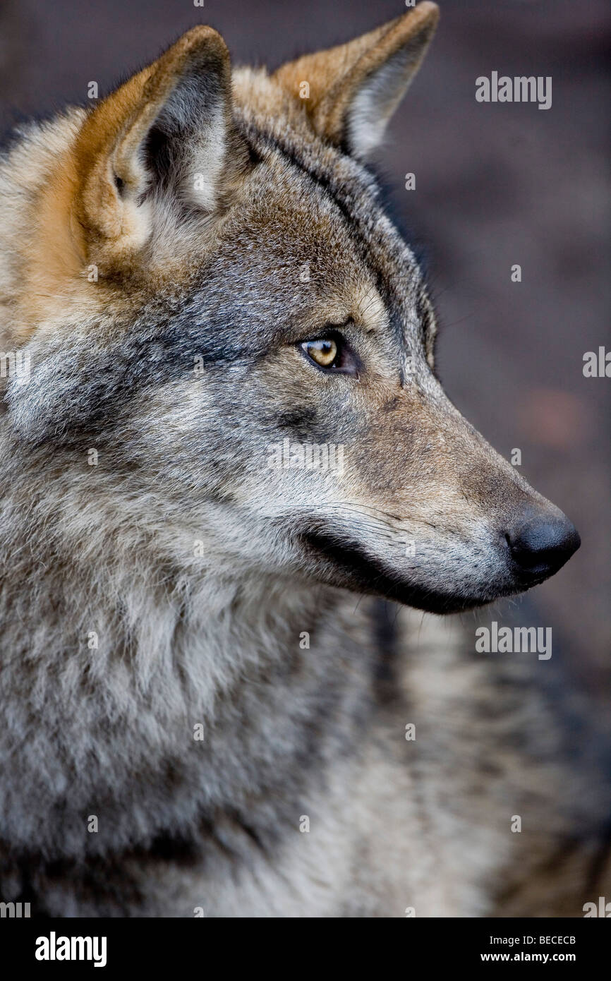 Wolf (Canis lupus) Banque D'Images