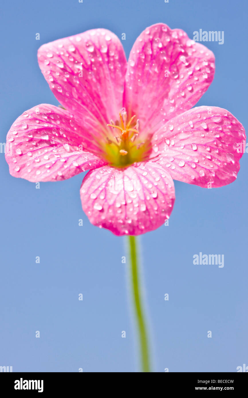 Fleur rose humide et ciel bleu Banque D'Images