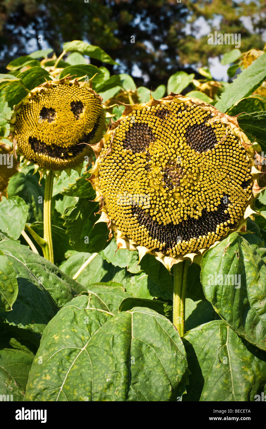 Tournesol-têtes avec smileys, des essais cliniques dans le domaine de RHS Wisley Garden, Surrey, UK Banque D'Images