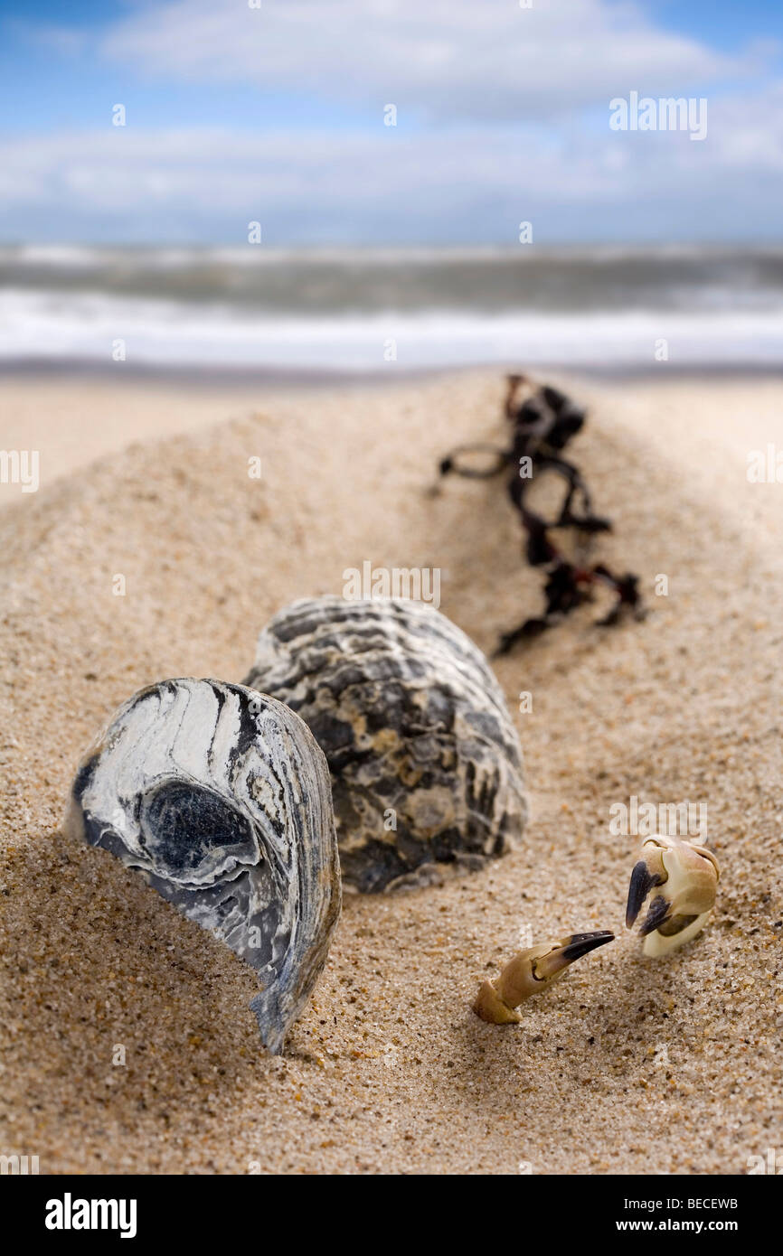 Des obus sur la plage de la côte de la mer du Nord, au Danemark Banque D'Images