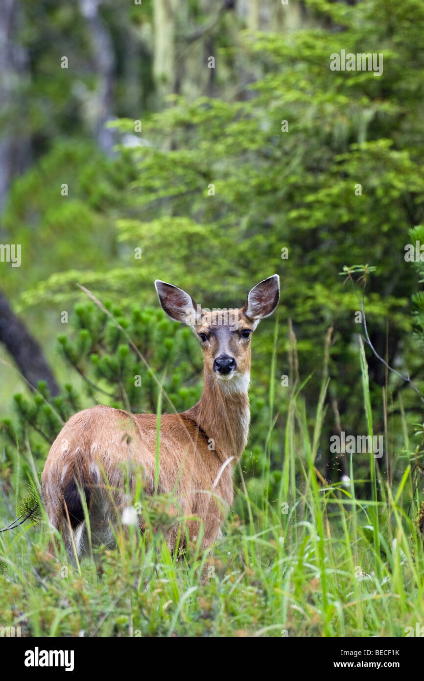 Guadeloupe les cerfs à queue noire (Odocoileus hemionus), femme, île Mitkof, sud-est de l'Alaska, l'Alaska, USA, Amérique du Nord Banque D'Images