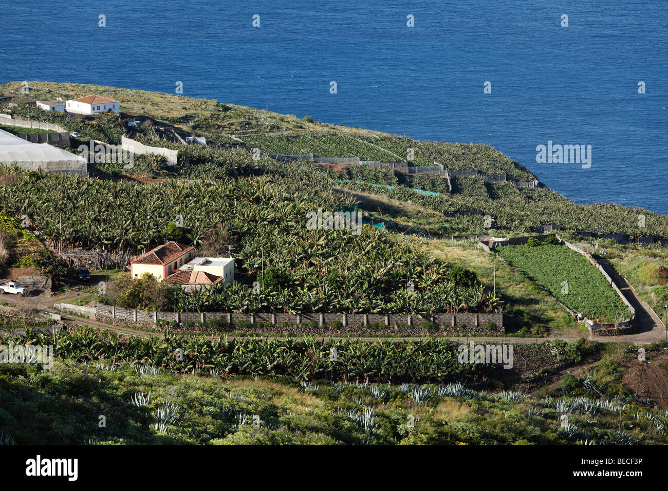 Les plantations de bananes près de Puntallana, La Palma, Canary Islands, Spain Banque D'Images