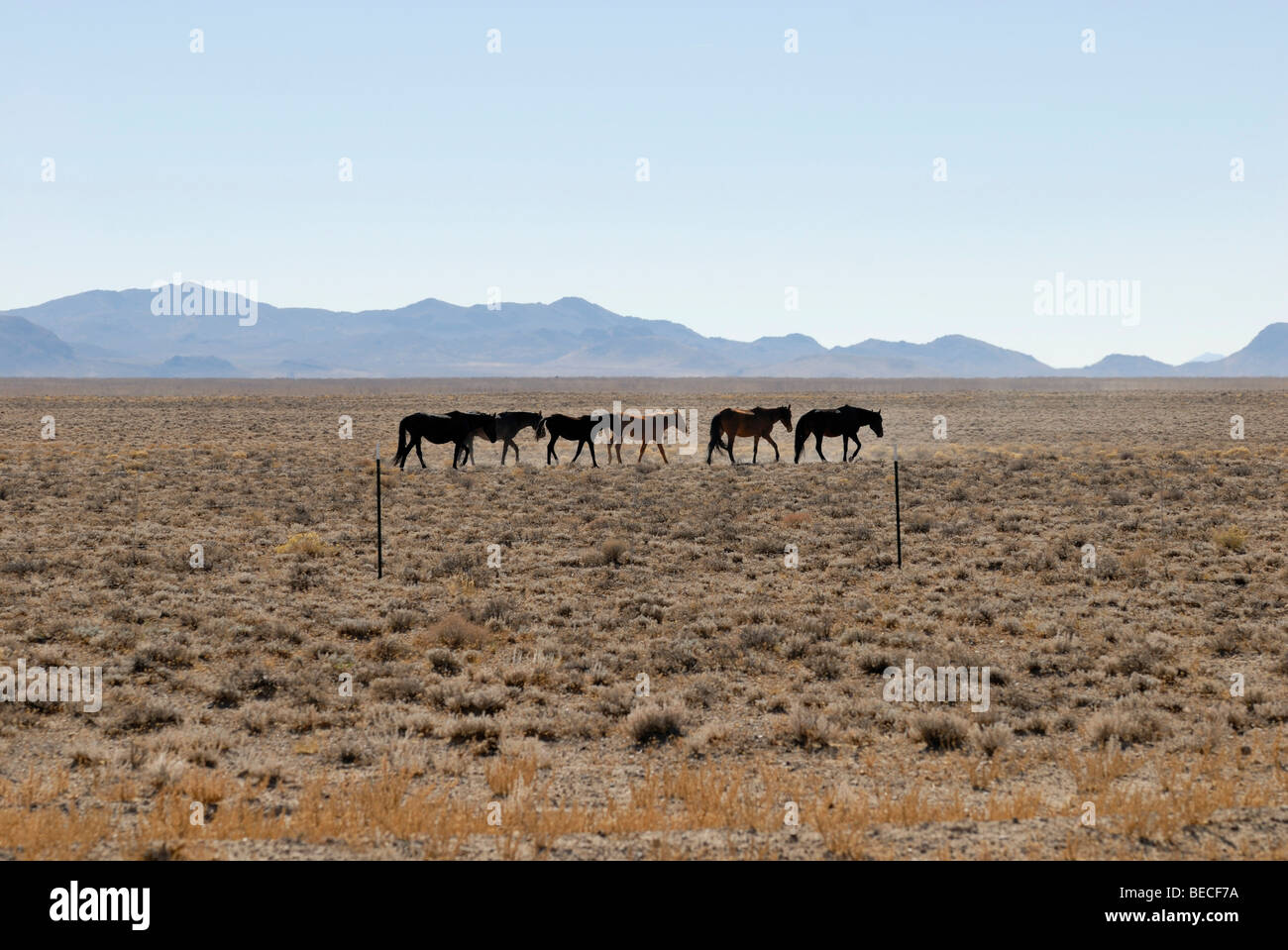 La moitié des chevaux sauvages à côté de l'autoroute 6 près de Tonopah, du Grand Bassin, Nevada, USA Banque D'Images