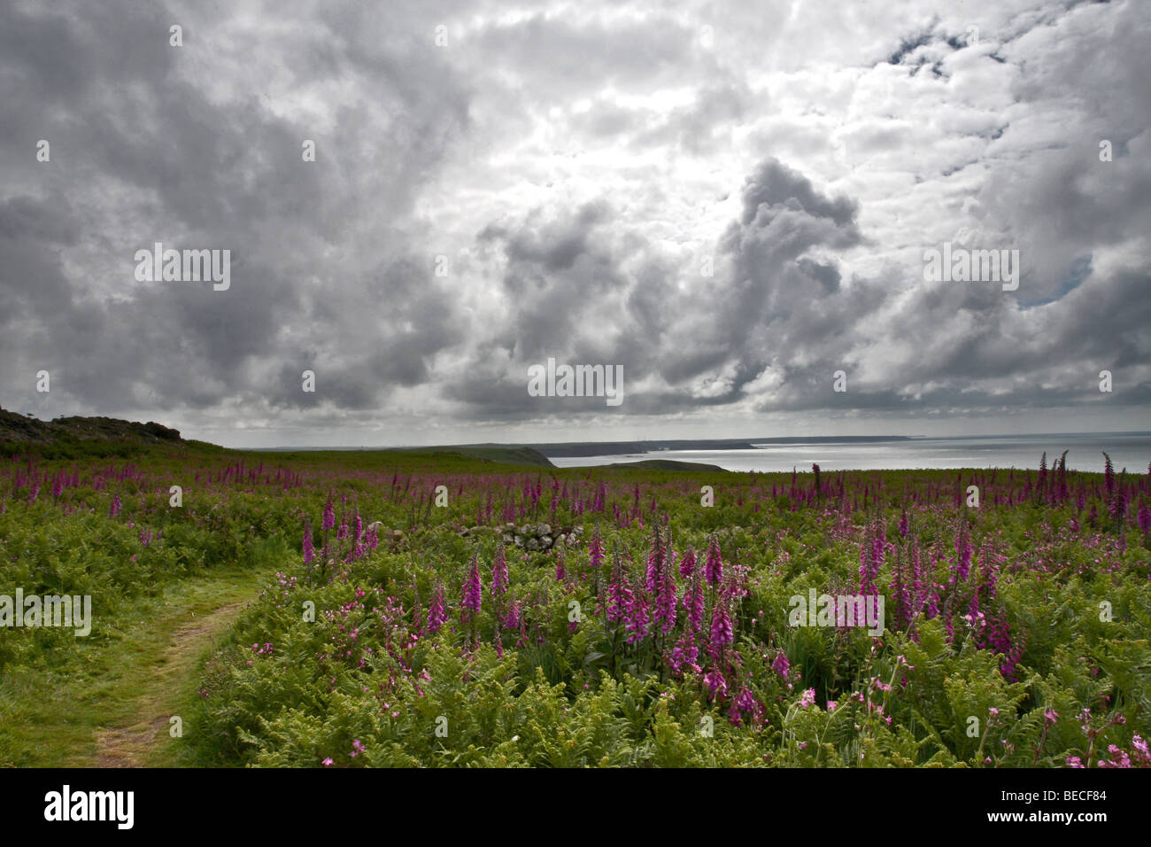 Paysage de l'île de Skomer avec digitales en fleurs Banque D'Images