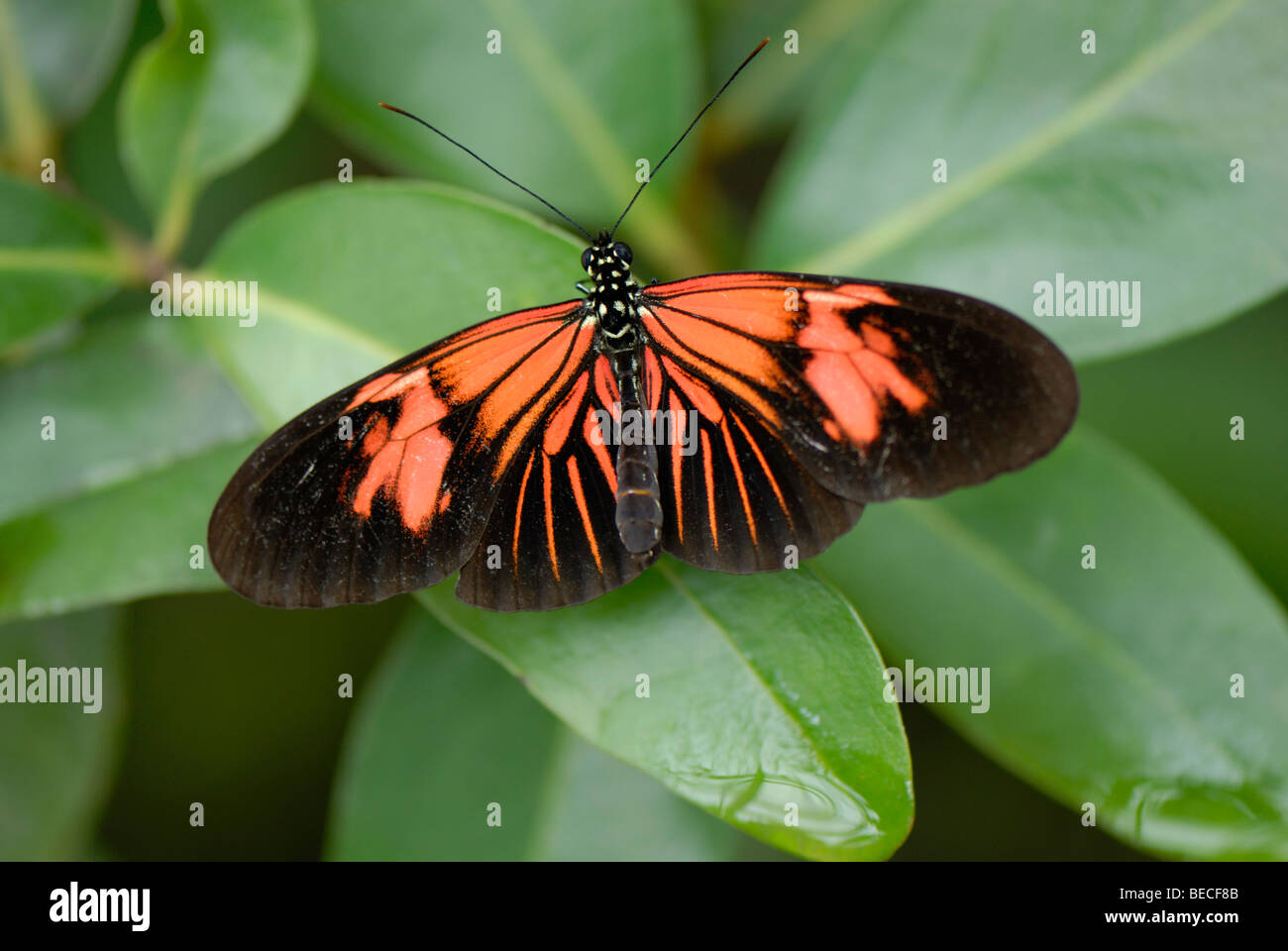 Postman Butterfly (Heliconius melpomene), originaire d'Amérique du Sud, Jardin botanique de Munich Banque D'Images