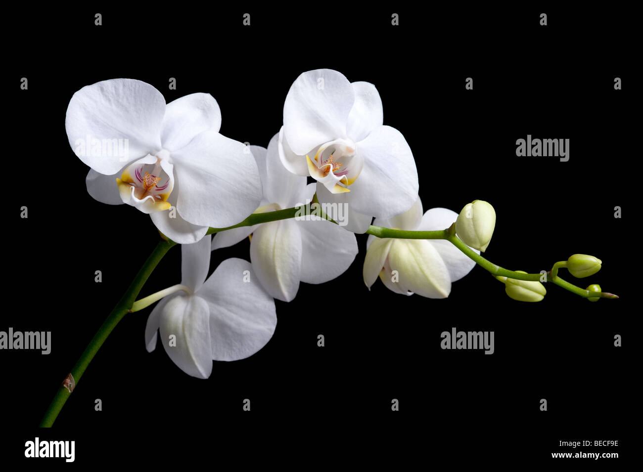 Orchidée phalaenopsis taisuco kaaladian Banque D'Images