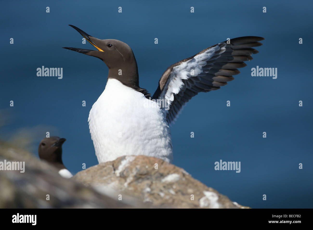 Guillemot s'étendant des ailes Banque D'Images