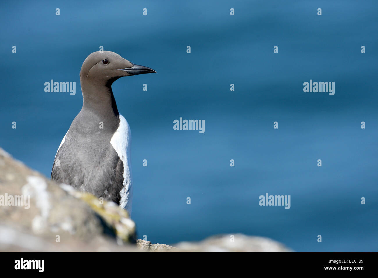 Guillemot perché sur des rochers Banque D'Images