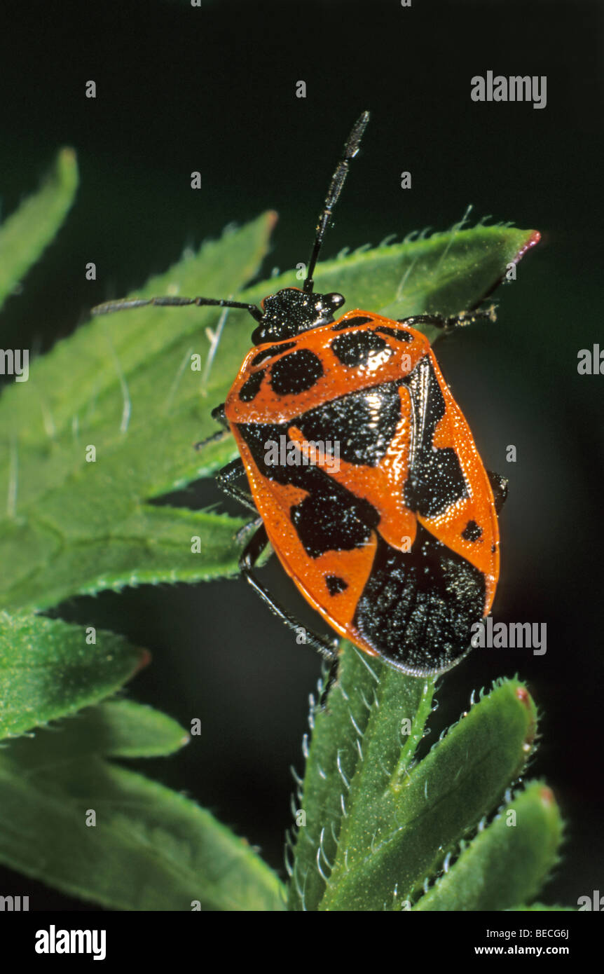 (Eurydema dominulus Bug shield) Banque D'Images
