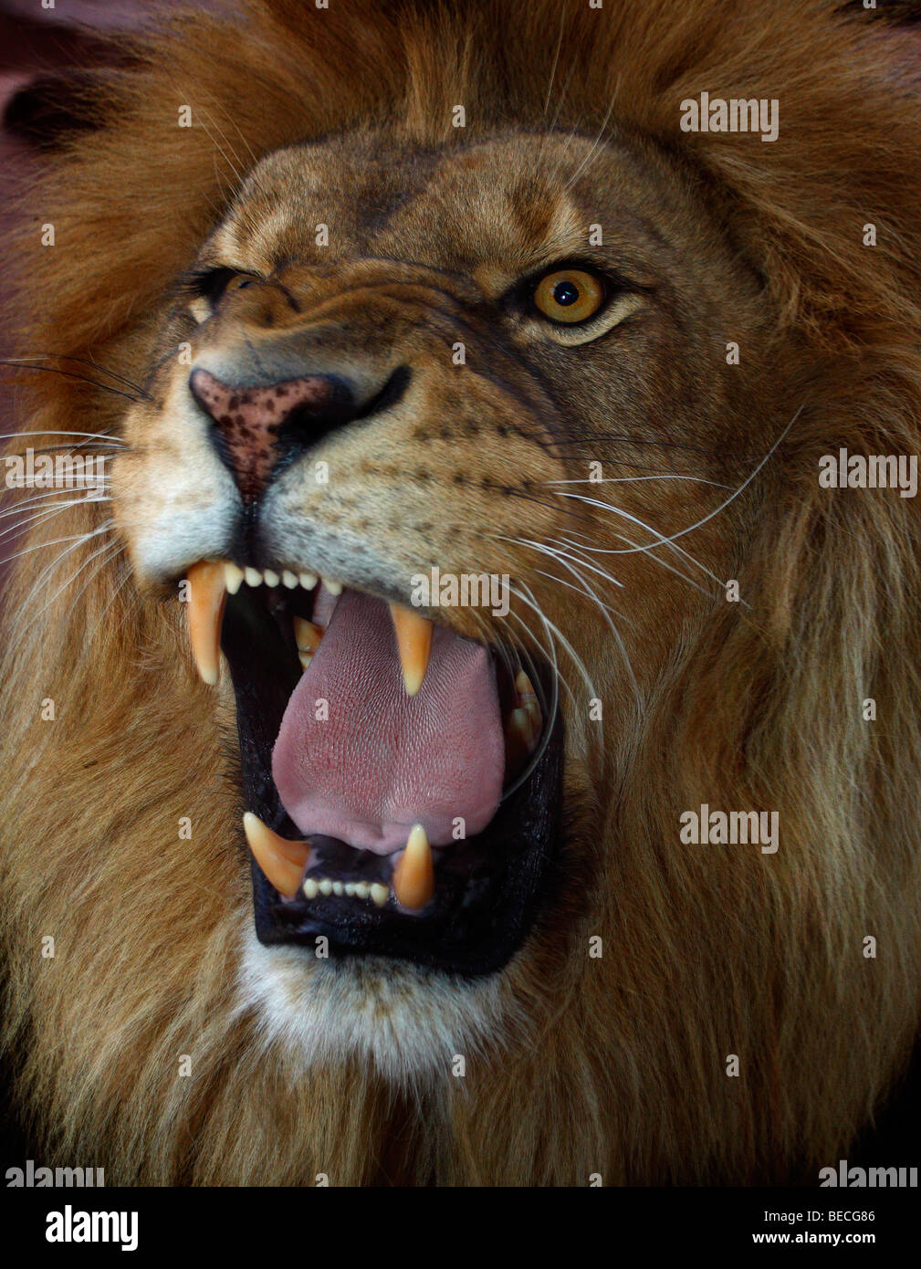 Roaring lion (Panthera leo) Banque D'Images