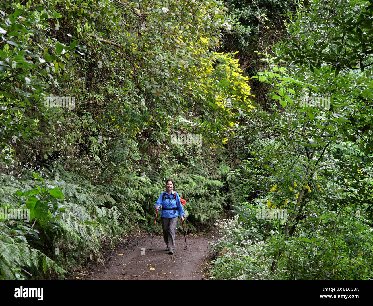 Femme marche à travers une forêt Laurisilva, El canal y Los Tilos, Réserve de la biosphère de La Palma, Îles Canaries, Espagne Banque D'Images