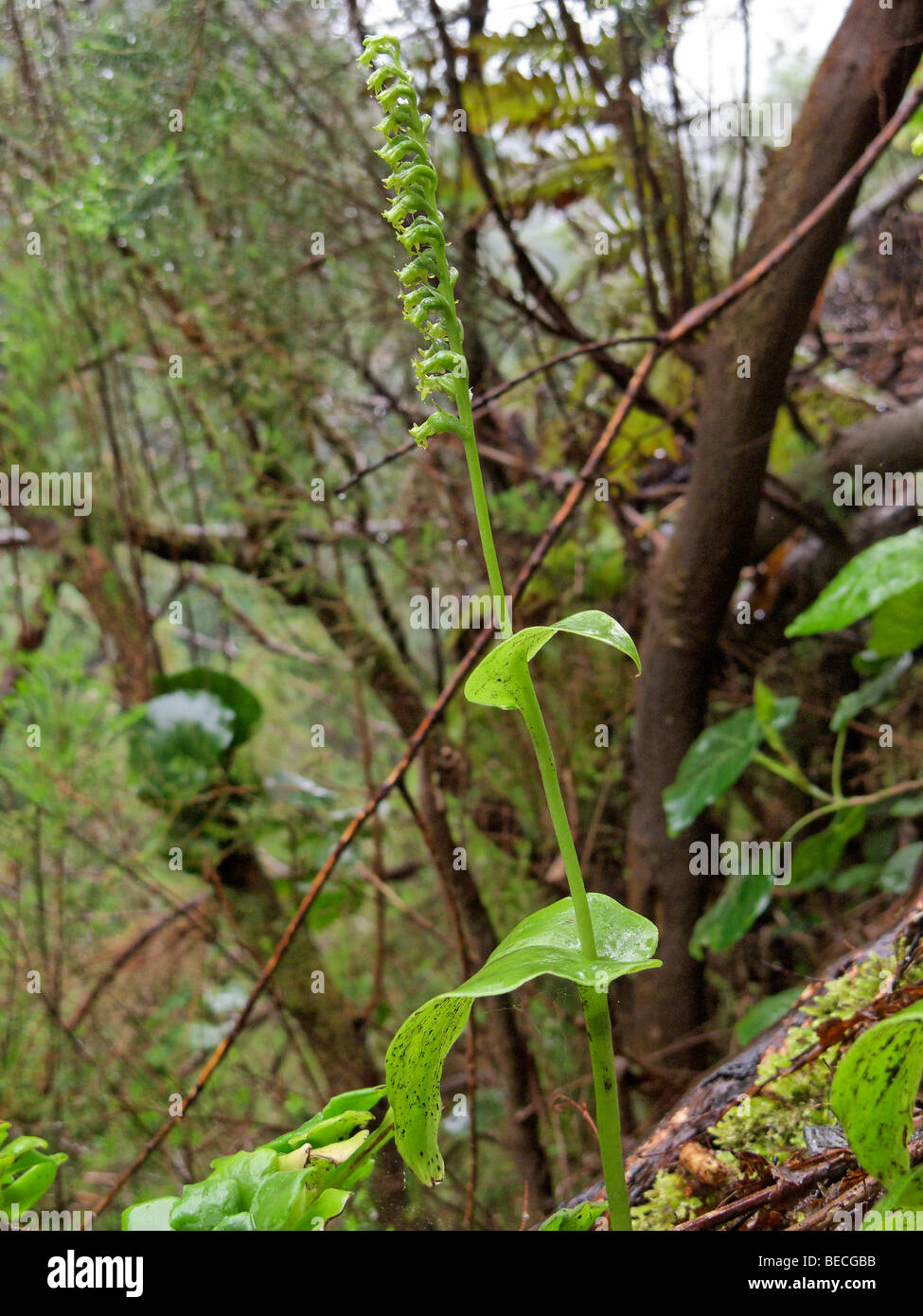 Deux Gennaria à feuilles (Gennaria diphylla), orchidée, El canal y Los Tilos, Réserve de la biosphère de La Palma, Îles Canaries, Espagne Banque D'Images