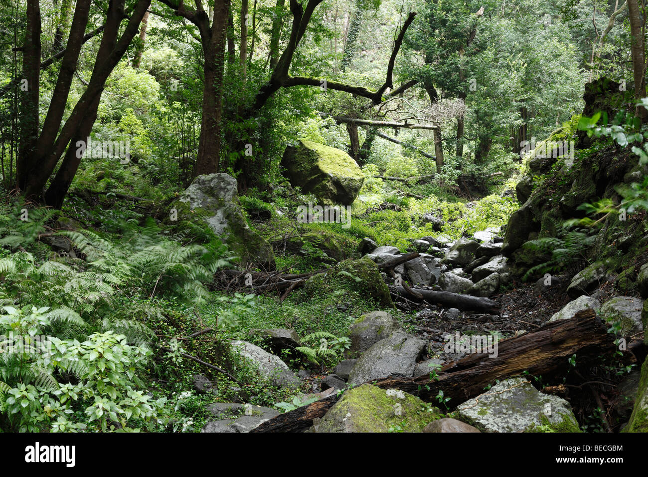 Dans un lit du ruisseau Laurisilva, Cubo de la Galga, El canal y Los Tilos, Réserve de la biosphère de La Palma, Îles Canaries, Espagne Banque D'Images