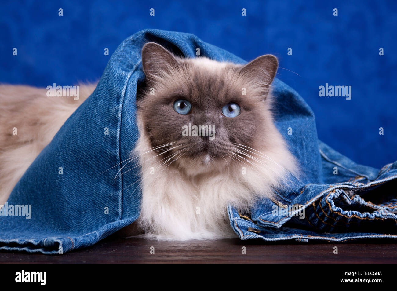 Chat Sacré de Birmanie couché au jeans Banque D'Images