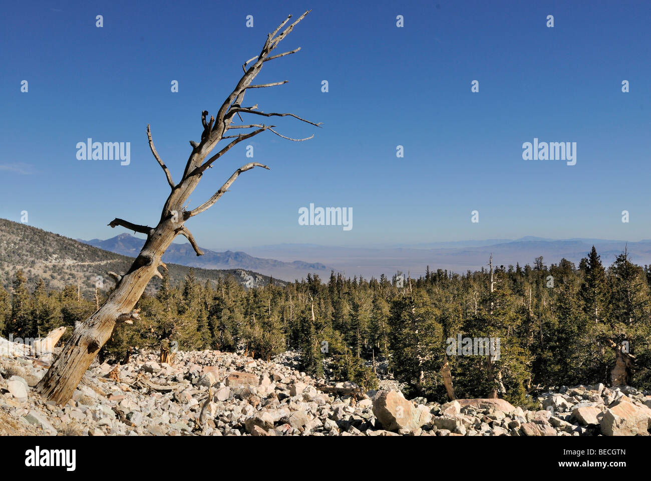 Dead Bristlecone Pine (Pinus aristata), Bristlecone Pine Grove, Parc National du Grand Bassin, Nevada, USA Banque D'Images