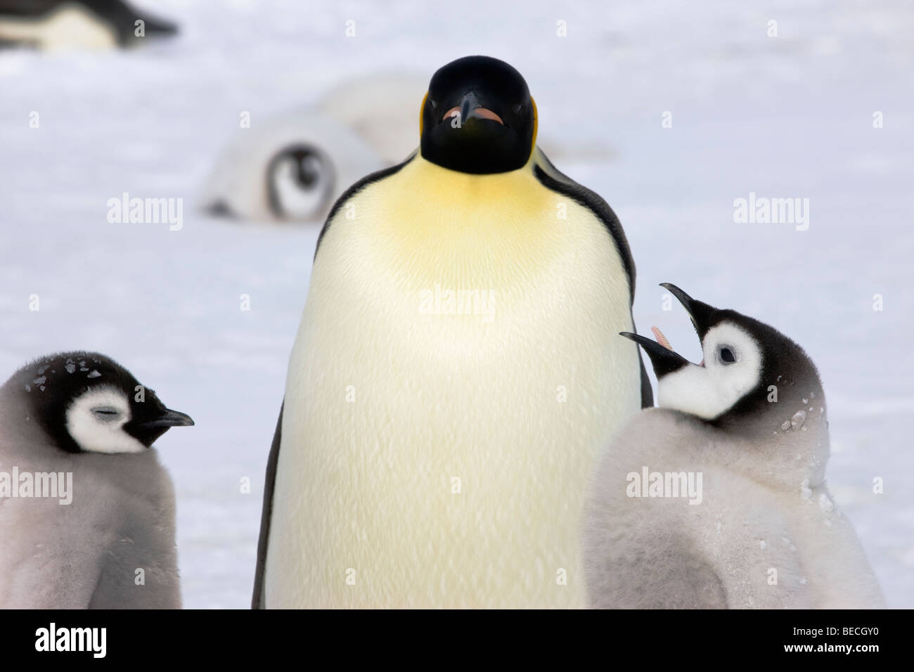 Closeup Pingouin Empereur Bebe Banque D Image Et Photos Alamy