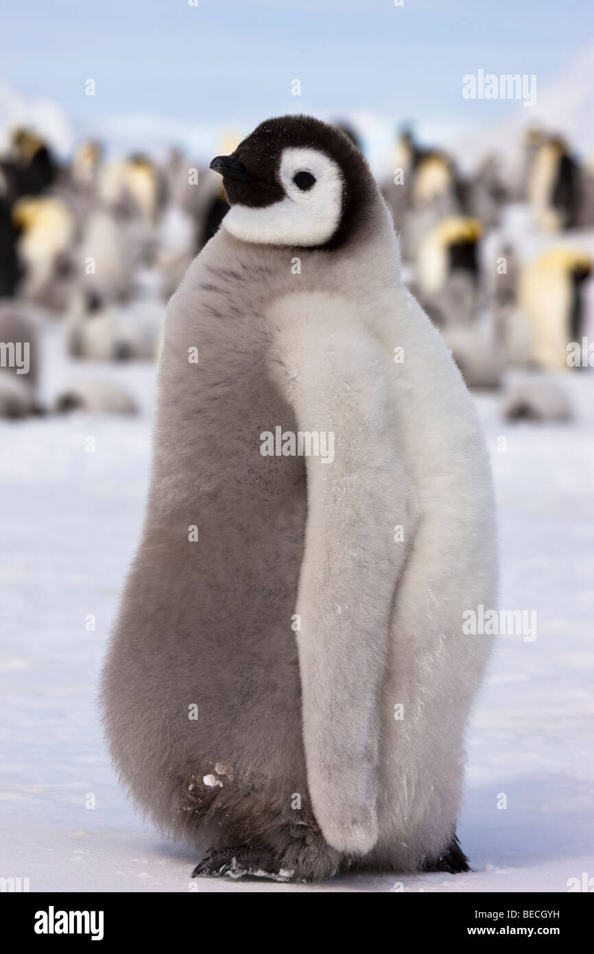 1 fluffy mignon bébé Manchot Empereur profil chiches close-up, randonnée pédestre sur neige, le contact oculaire, des colonies d'oiseaux, de l'Antarctique Banque D'Images