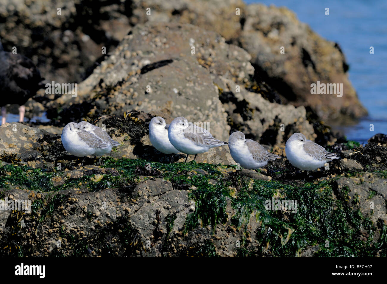 Un groupe de Sanderlings (Calidris alba) reposant sur des roches côtières recouvertes d'algues à marée basse, avec une lumière douce et un océan calme en arrière-plan. Banque D'Images