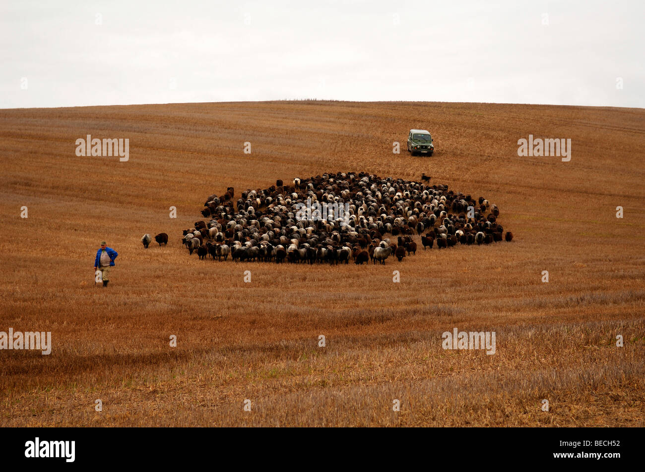 Berger mouton allemand Banque de photographies et d’images à haute
