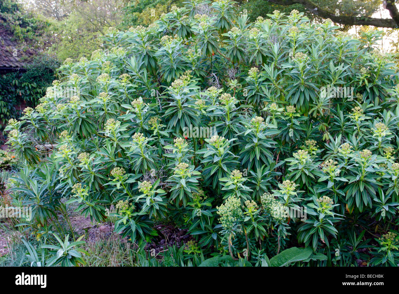En fleur stygiana Euphorbia Banque D'Images