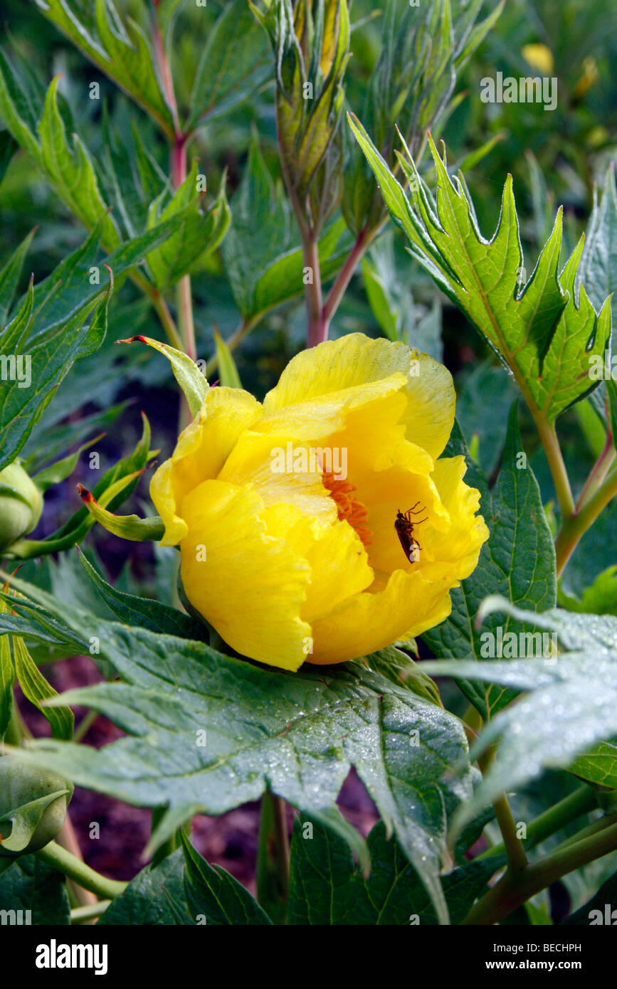 Paeonia ludlowii AGM - pivoine arbustive jaune Banque D'Images