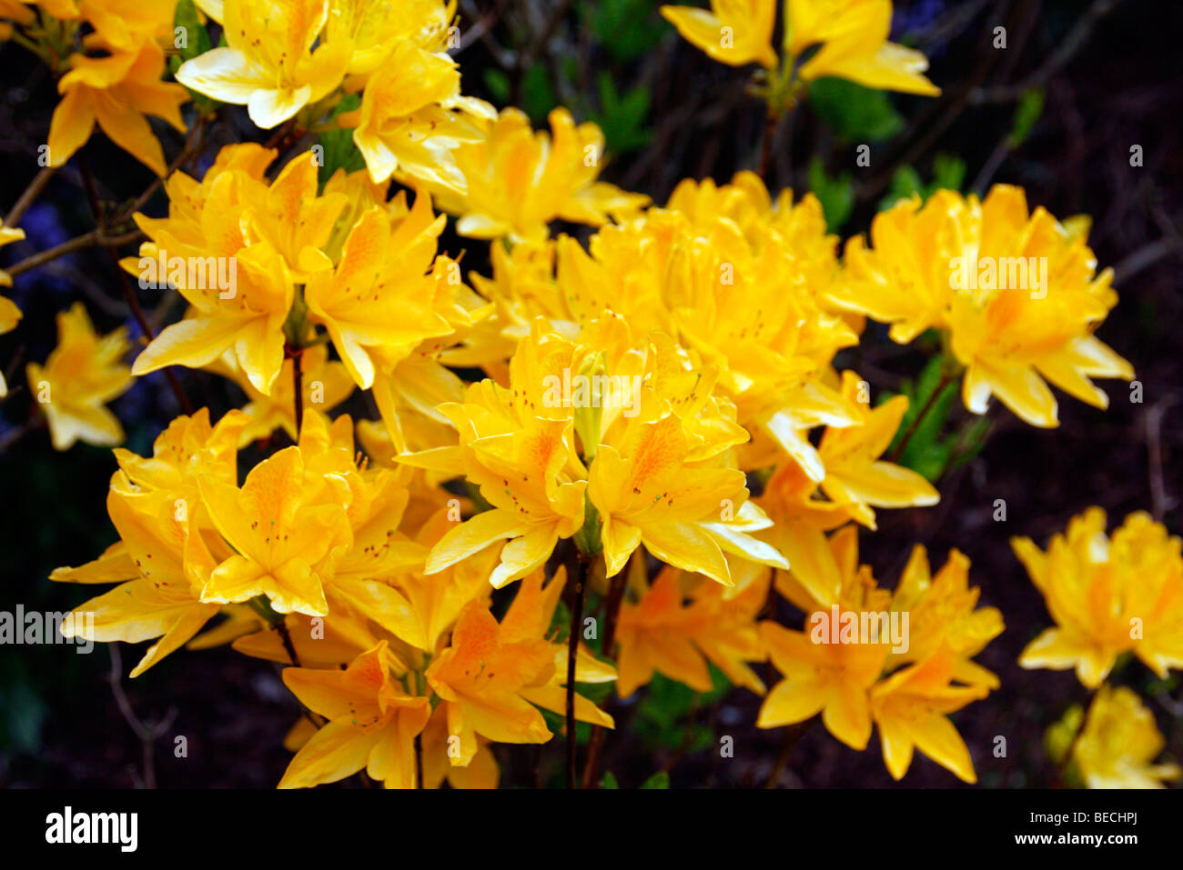 Cultivar à feuilles caduques Rhododendron - azalea - jaune Banque D'Images