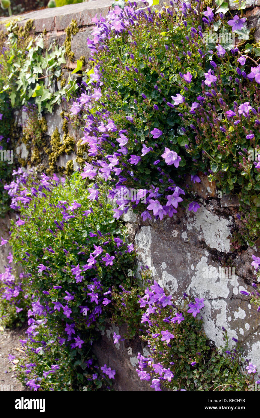 Campanula poscharskyana croissant dans un mur Banque D'Images