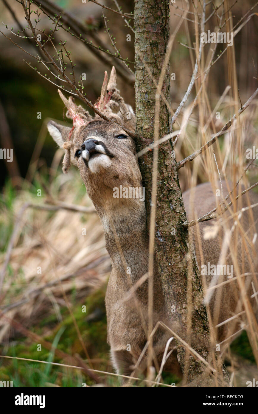 Buck Chevreuil (Capreolus capreolus), avec des lambeaux de velours et velours, supprimant le marquage sur un mélèze Banque D'Images