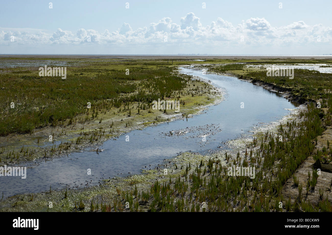 Ruisseau de marée dans un marais salé avec Salicornes (Salicornia sp.), l'Île Mellum, Basse-Saxe mer des Wadden Parc National, UNESCO World Banque D'Images