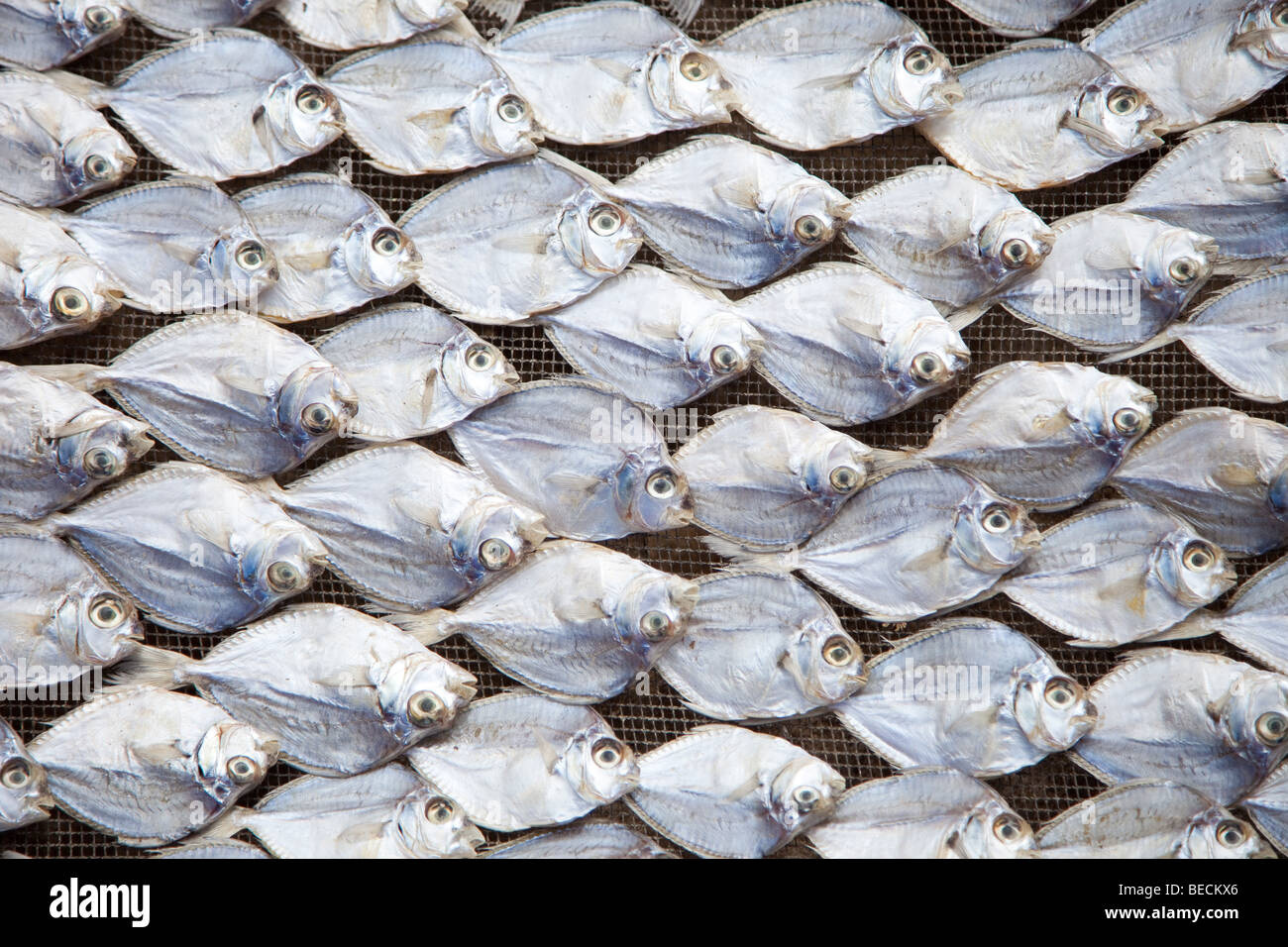 Façon traditionnelle de sécher le poisson en Indonésie Banque D'Images