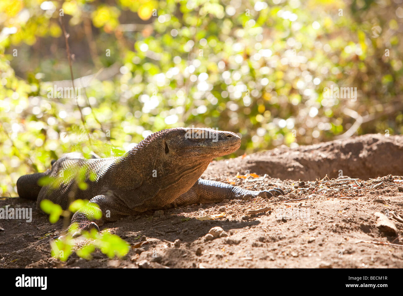 Dragon de Komodo femelle assis sur son nid garde les oeufs Banque D'Images