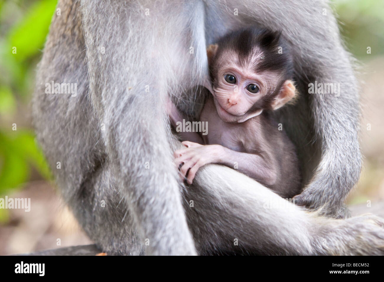 Mignon petit bébé singe boire de maman Banque D'Images