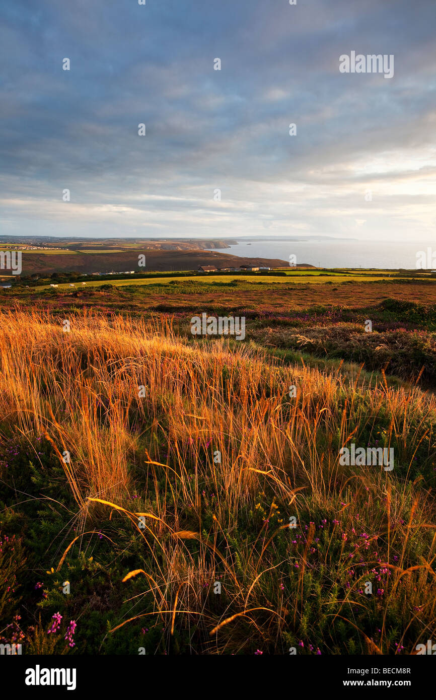 Vers l'Ouest à la recherche de balise Penwith St.Agnes au coucher du soleil avec Heather et l'herbe au premier plan Banque D'Images