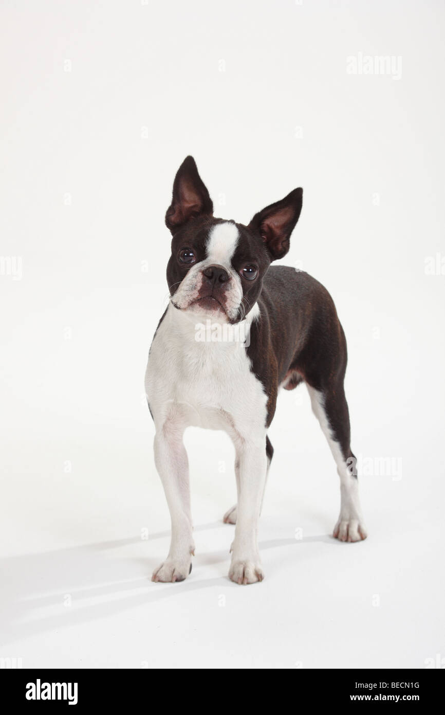 Boston Terrier Banque D'Images