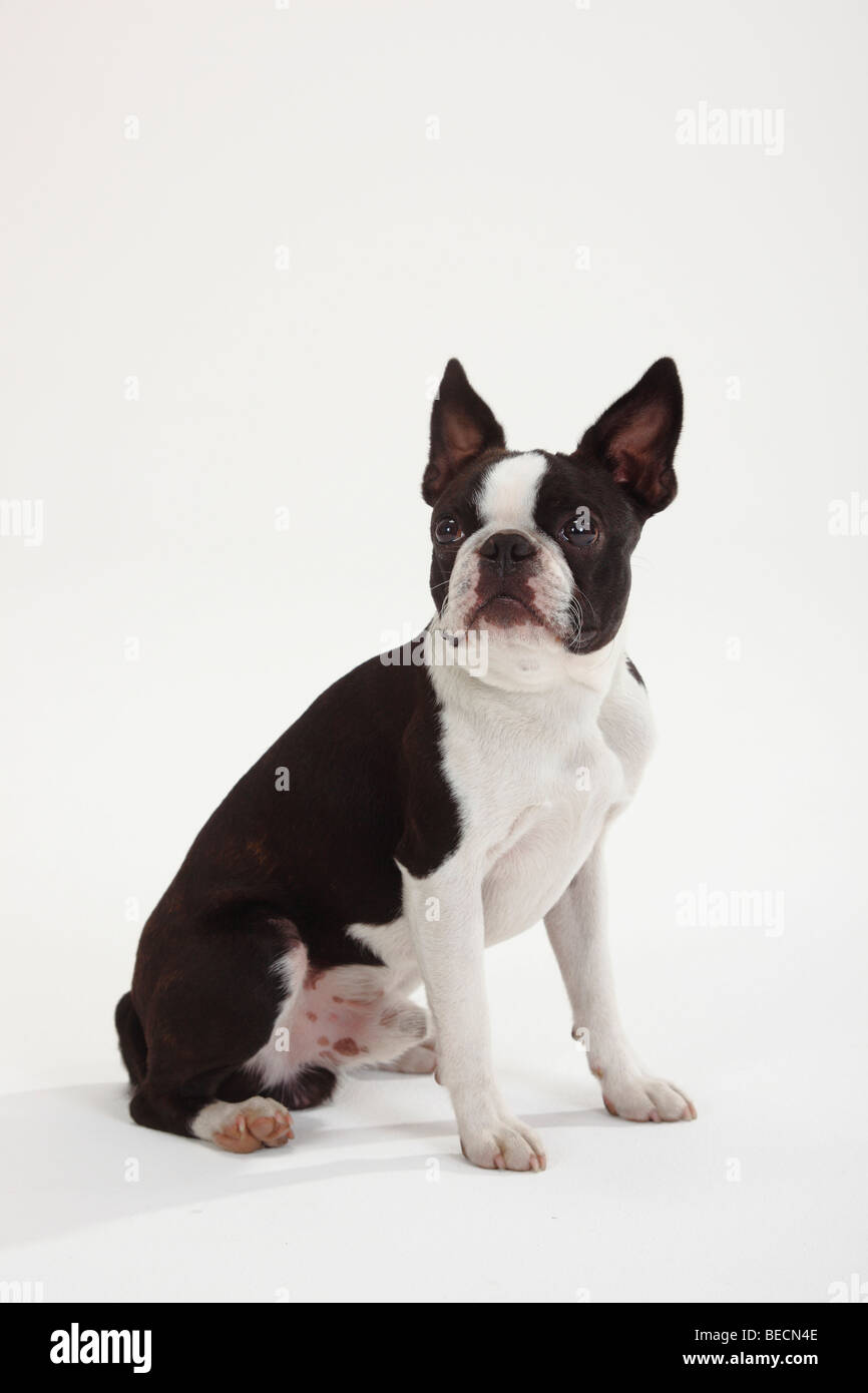 Boston Terrier Banque D'Images